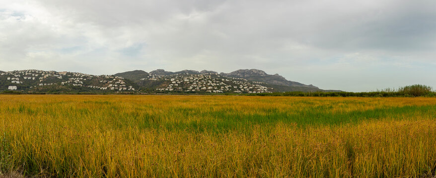 Wide view of Bomba rice field and hillside homes in Pego, Spain under cloudy sky