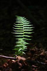 A single vibrant green fern frond glows dramatically under a narrow beam of sunlight in a dark, shaded forest floor © Rejdan