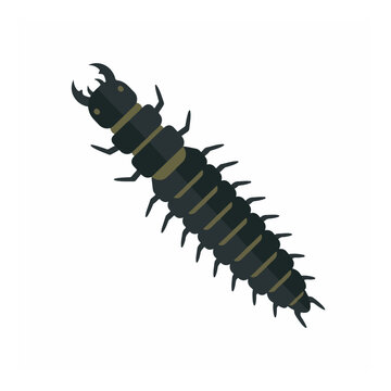 Aquatic insect larva hellgrammite for fly fishing