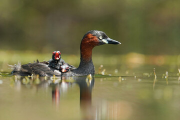Little Grebe Carrying Two Chicks on Its Back in Freshwater Wetland © jakkrit