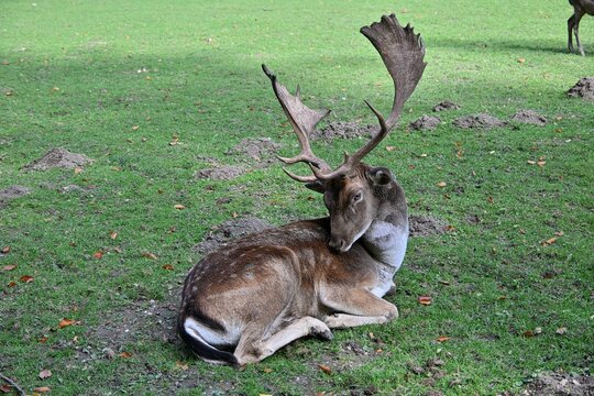 Damhirsch,