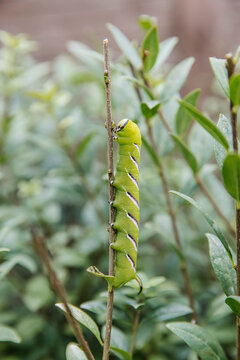 Green caterpillar of the Privet Hawk-moth (Sphinx ligustri) crawling up a thin branch in the garden.