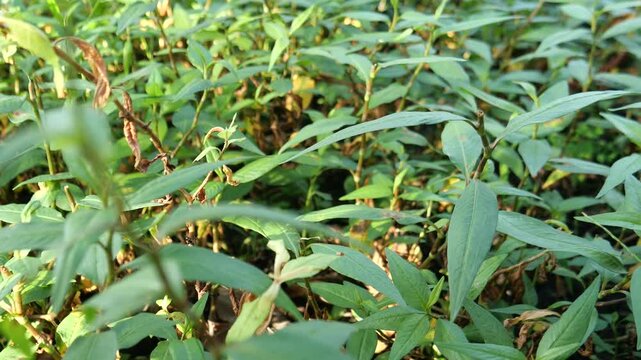 Persicaria Odorata, Medicinal plant