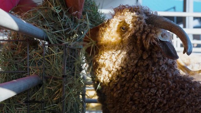 3 brown rams eating hay at the farm