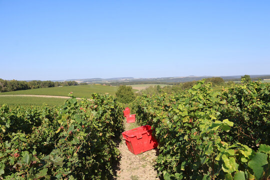 Pr&eacute;paration pour les vendanges
