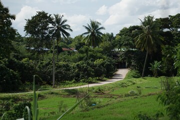 Fototapeta premium beautiful wide landscape photograph displaying tall coconut palm trees rising above lush green trees and a winding road through rice fields under a partly cloudy sky. The vibrant scenery captures the 