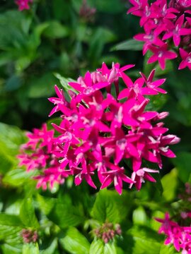 A vibrant cluster of small star shaped magenta pentas flowers blooming on a green leafy plant in a sunny garden during the summer season
