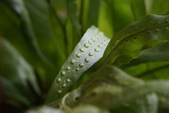 close-up photograph emphasizing the unique, raised bumpy texture of spore dots on the surface of a tropical fern frond. The shallow depth of field and soft green lighting bring out the tactile details