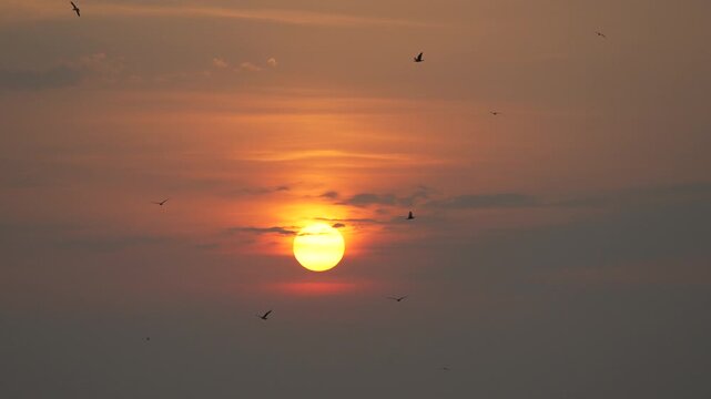 Sunset, swallows, twilight silhouettes fly across a dramatic orange glowing sky in vertical slow motion.