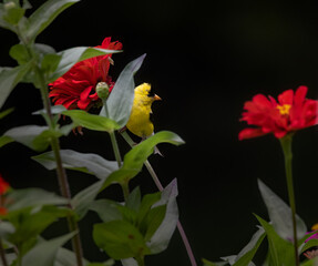 Fototapeta premium goldfinch on red flower