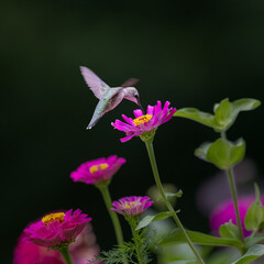 Fototapeta premium hummingbird on pink flower