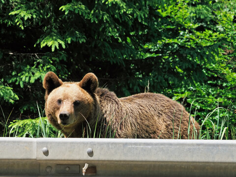 Brown bear on the side of the road in Vrancea, Romania, waiting for food