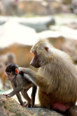 Female Hamadryas Baboon (Papio hamadryas), a species of Old World monkey native to the Horn of Africa and the Arabian Peninsula, grooming her young © KENNETHCK