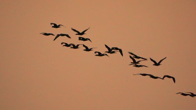 Birds flying sunset Silhouette flock of wild fowl soaring across the orange evening sky during migration