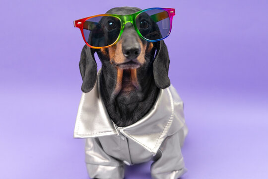 A black and tan dachshund dog dressed in a shiny silver jacket and bright rainbow glasses sits against a violet backdrop, a bold concept of pet fashion branding and creative advertising.