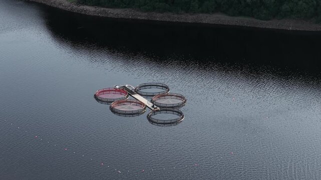 Floating fish farm cages on calm reservoir with aquaculture infrastructure. Circular aquaculture pens connected by floating platform on freshwater lake near forest shoreline. Sustainable fish farming