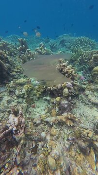 Jellyfish Floating Near Coral Reef