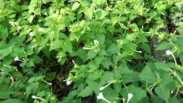 Four O'Clock Flower or Mirabilis Jalapa, Medicinal plant
