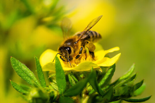 Macro view of a single honeybee pollinating a yellow blossom plant