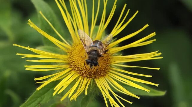 Common drone fly (Eristalis tenax) hoverfly insect perched on white yarrow flowers, feeding and pollinating the plant, outdoor wildlife stock video footage clip