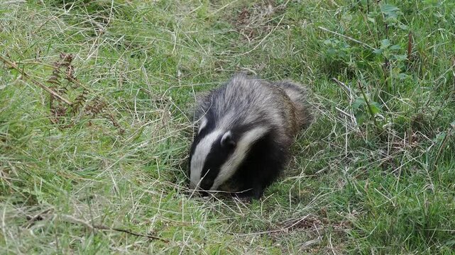 Close-up 4K footage of a wild European badger (Meles meles) foraging and feeding in its natural nocturnal forest habitat, perfect for an animal nature documentary, wildlife stock video footage clip