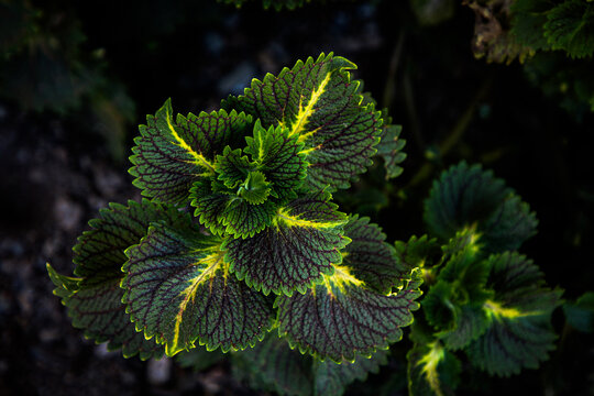 Top View Vibrant Coleus Plant Leaves Plectranthus Scutellarioides Foliage