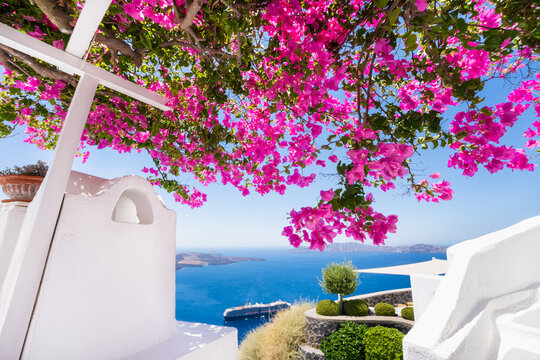 White architecture in Santorini island, Greece. Beautiful terrace with blooming pink flowers. Blue sea and the blue sky at sunny day.