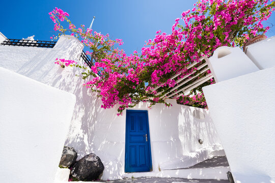 Santorini island, Greece. White architecture with blue door and blooming pink flowers against the blue sky at sunny day.