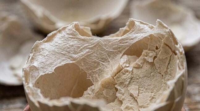 Empty cracked eggshell with thin membrane close up macro detail background.