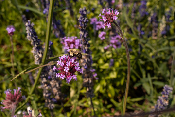 Obraz premium Bumblebee gathers pollen from purple flowers in a garden setting. A bumblebee gathers pollen from purple flowers in a garden during daylight. Green plants surround the colorful blooms.