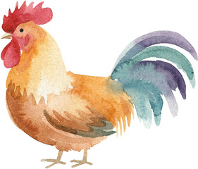 Watercolor rooster illustration of a colorful cockerel bird for rustic farmhouse decor and kitchen art © auru