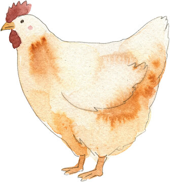 Watercolor Chicken Illustration Hand Painted Hen for Farm and Agriculture Design