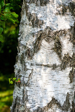 Vertical macro shot of a white birch tree bark natural texture