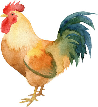 Watercolor Rooster Illustration Cockerel Bird Hand Painted Farm Animal Artistic Poultry Design Element for Country Rustic Decor