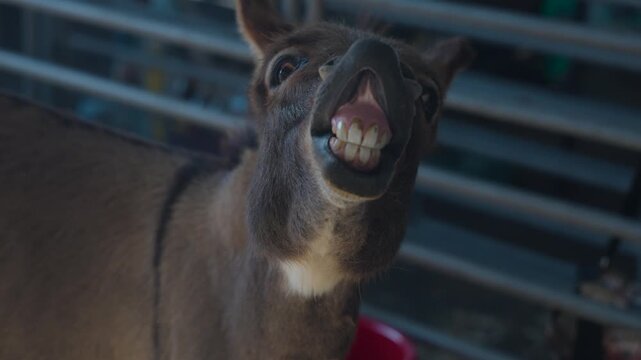 Close up of miniature donkey smiling at the camera