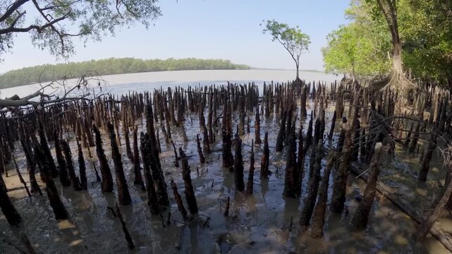 Timelapse of dense mangrove rising from muddy tidal flats in Sundarbans, allowing trees to breathe in oxygen poor mud of coastal ecosystem