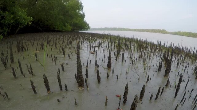 Timelapse of fiddler crabs and ghost crabs in tidal creeks of the Sundarbans