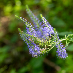 Obraz premium Close-up of blooming Veronica longifolia (Long-leaved Speedwell) with elegant blue and violet flower spikes. Slender racemes, green serrated foliage, and a softly blurred summer background.