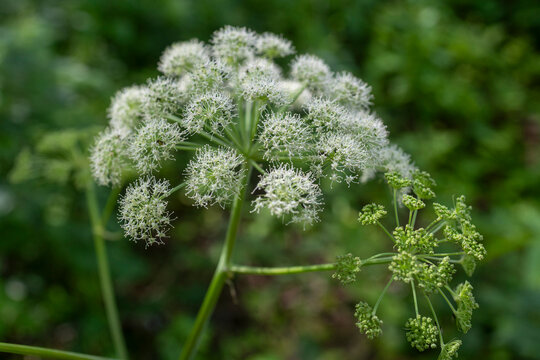 The water hemlock Cicuta, a highly poisonous plant belonging to the Apiaceae family.