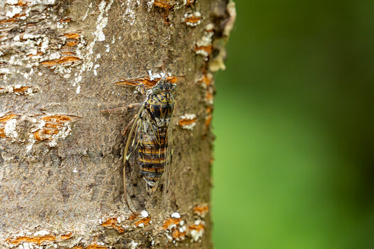 Photo d'une cigale sur un tronc d'arbre
