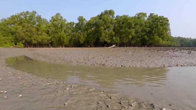 Time-lapse of Telescopium seashells in a muddy mangrove forest submerged in water during high tide across the Indo-West Pacific region, Sundarbans delta