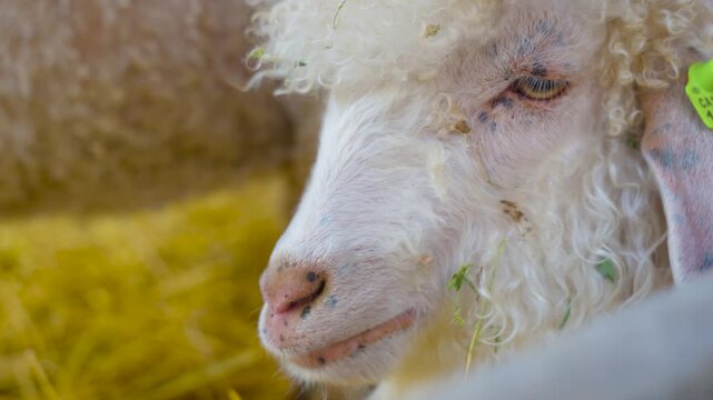 Close up of white sheep eating hay at the farm