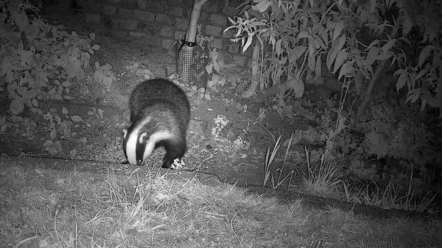 Wild European Badger Searching for Worms at Night