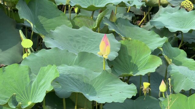 plants of indian lotus in a pond in monsoon. they grow so fast in pond in water. also known india's national flower"lotus"	

