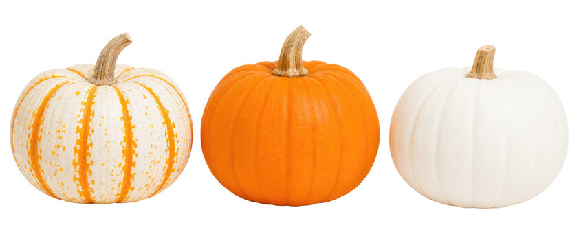 Autumn pumpkins trio, orange and white gourds with speckled texture, fall harvest decor photo isolated PNG with Transparent Background