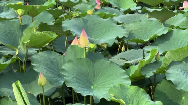 plants of indian lotus in a pond in monsoon. they grow so fast in pond in water. also known india's national flower"lotus"	

