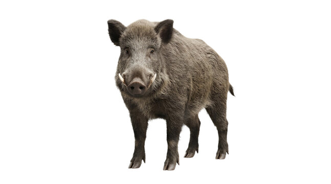 Wild Boar Mammal with Sharp Tusks Isolated on White Background