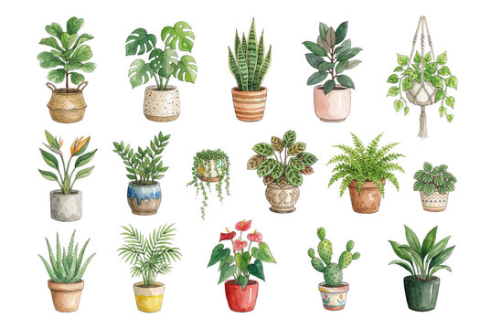 Collection of fifteen watercolor potted houseplants including monstera, snake plant, string of pearls, and fiddle leaf fig.