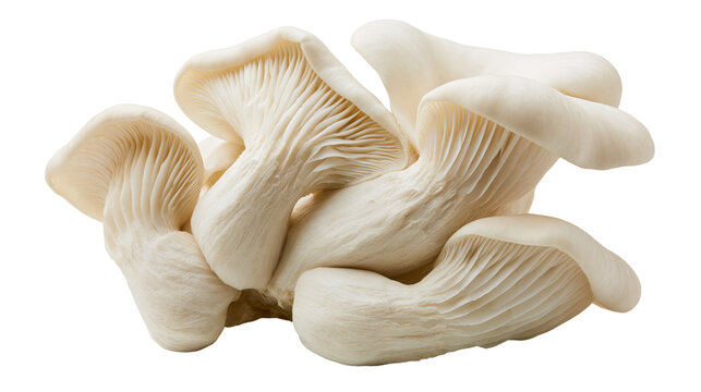 Cluster of fresh white oyster mushrooms, isolated on transparent background