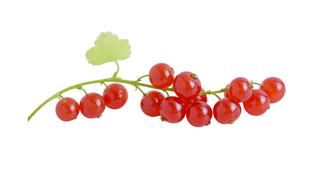 Bright red currants on a thin green stem with a single leaf, isolated on transparent background